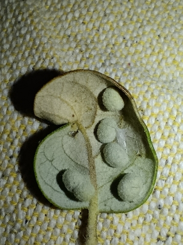 Dryomyia lichtensteinii