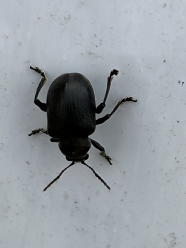 Western Grape Rootworm