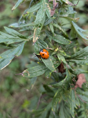 Seven-spotted Lady Beetle