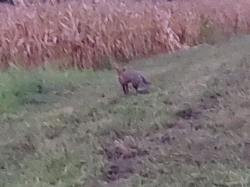 Red Fox
