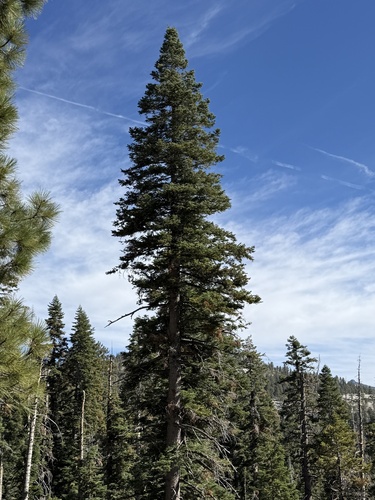 iNaturalist observation photo of white fir
