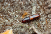 Rhizophagus japonicus - Photo (c) 栗鼠, all rights reserved, uploaded by 栗鼠