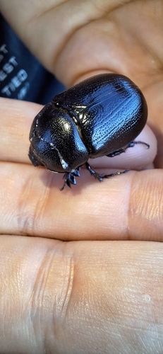 Pentodon bidens punctatus