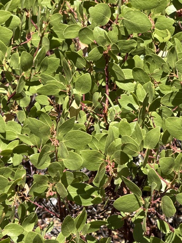 iNaturalist observation photo of bearberries and manzanitas