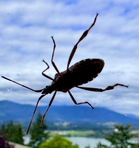Western Conifer Seed Bug