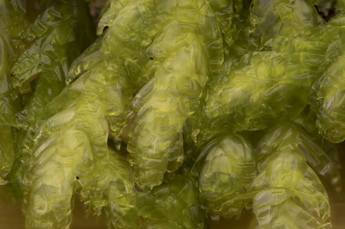 Waved Silk-moss