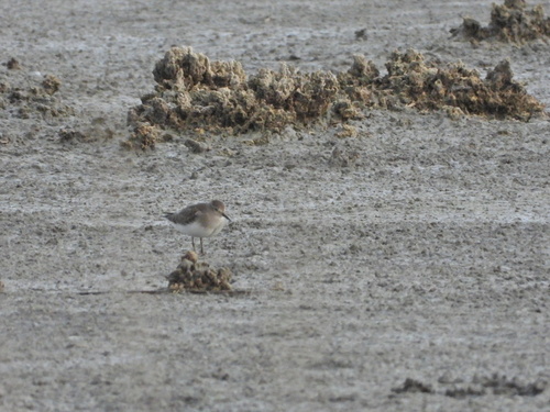 Temminck's Stint