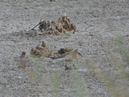 Dunlin