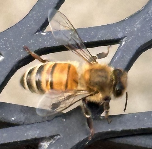 Western Honey Bee