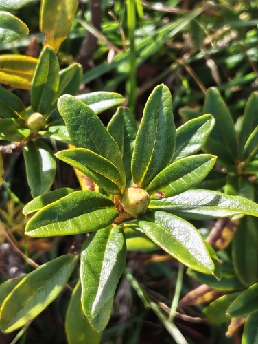 Rusty-leaved Alpenrose