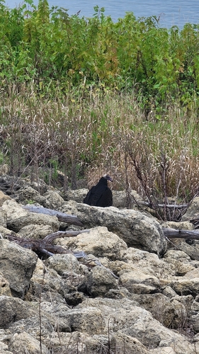 Turkey Vulture