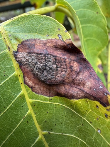 Walnut Blister Mite