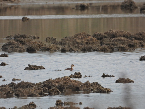 Little Grebe
