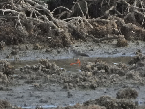 Spotted Redshank