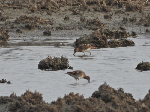 Common Snipe