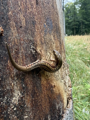 Viviparous Lizard