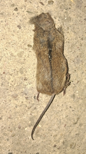 Striped Field Mouse