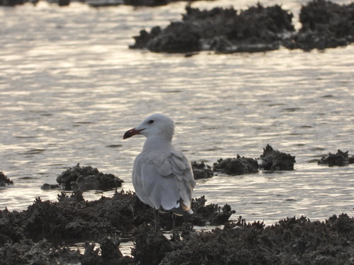 Audouin's Gull