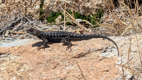 iNaturalist observation photo of Western Fence Lizard