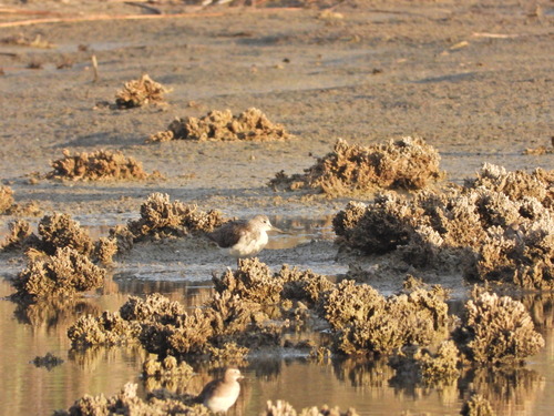 Common Greenshank