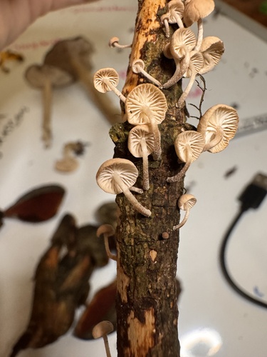 Twig Parachute