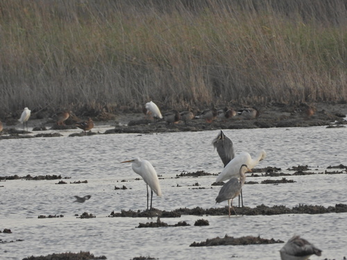 Great Egret