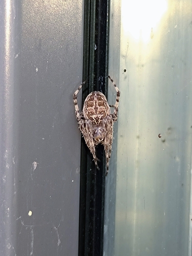 Grey Cross Spider