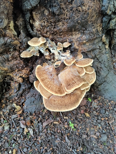 Giant Polypore
