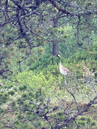 Common Crane