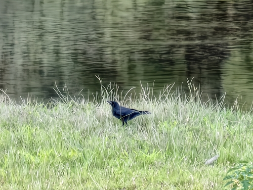 Carrion Crow
