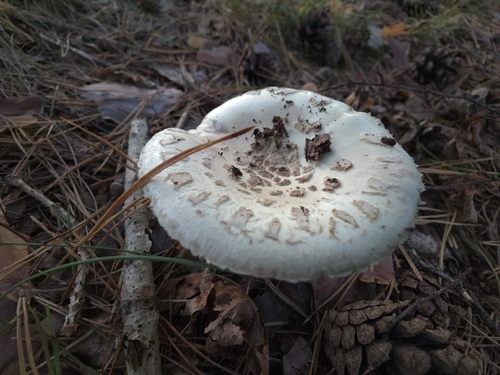 False Death-cap