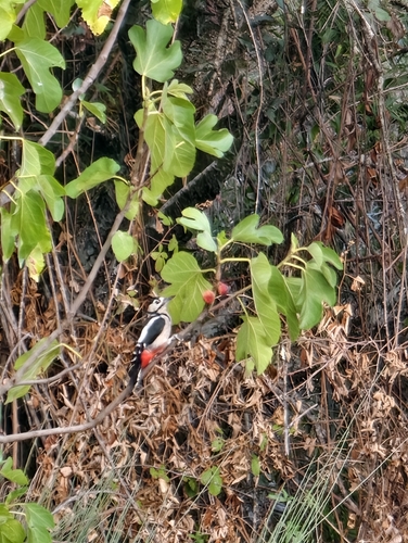 Great Spotted Woodpecker