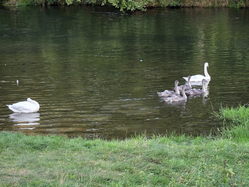 Mute Swan