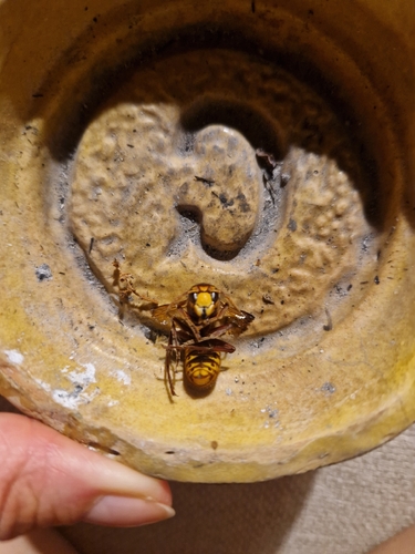 European Hornet
