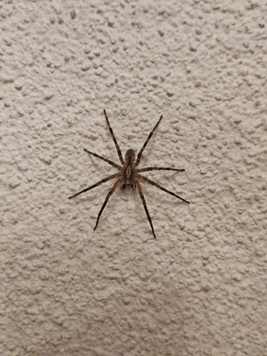 Mediterranean Spiny False Wolf Spider