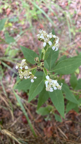 frostweed