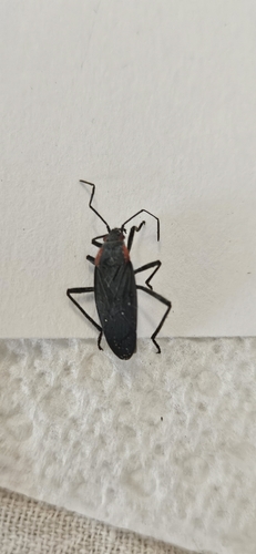 Red-shouldered Bug