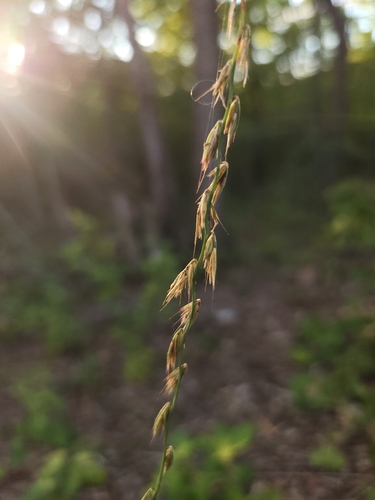 sideoats grama