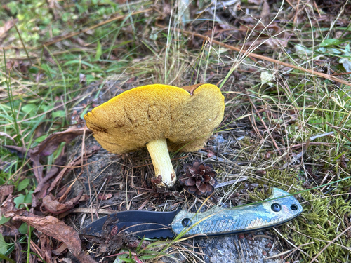 iNaturalist observation photo of Slippery Jacks