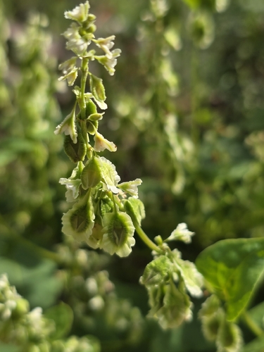 climbing false buckwheat