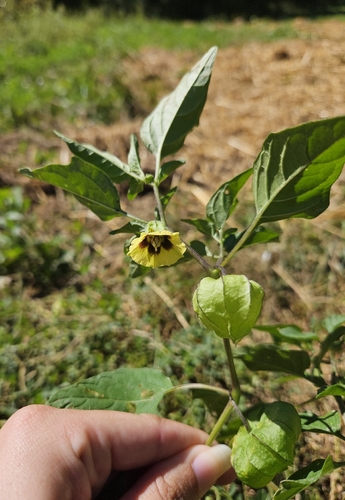 long-leaved groundcherry