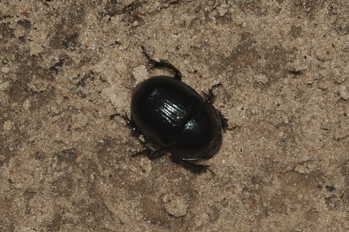 Woodland Dor Beetle