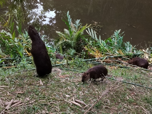 Capybara