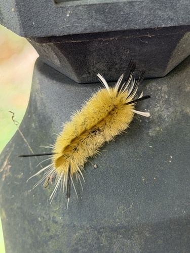 Banded Tussock Moth