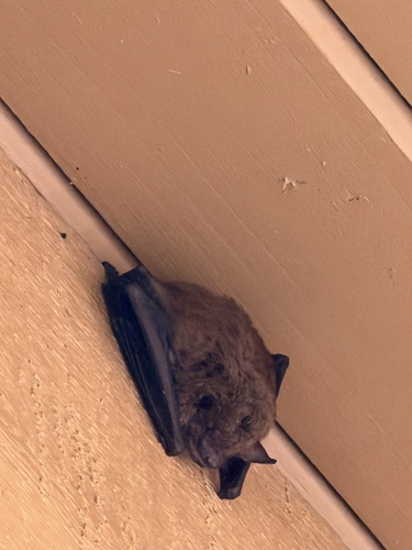 Big Brown Bat