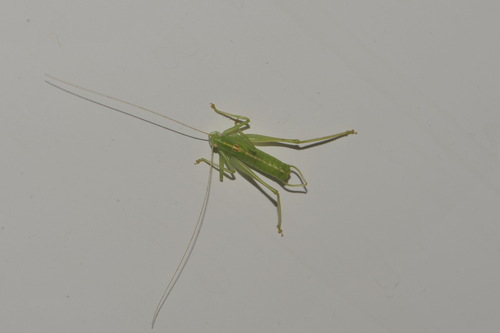 Southern Oak Bush-cricket