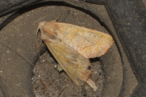 Centre-barred Sallow