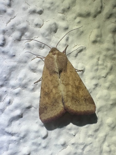 Cotton Bollworm Moth