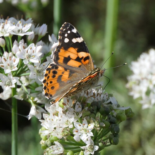Painted Lady