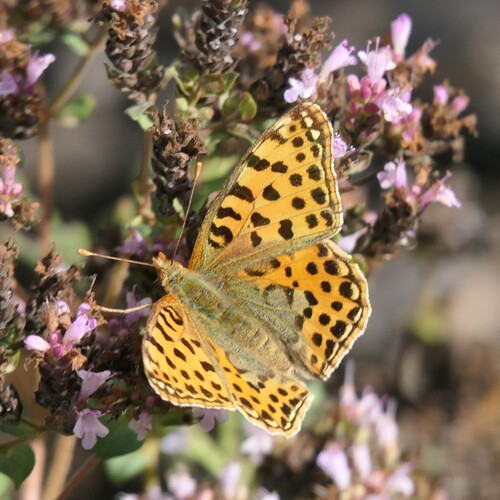 Queen of Spain Fritillary